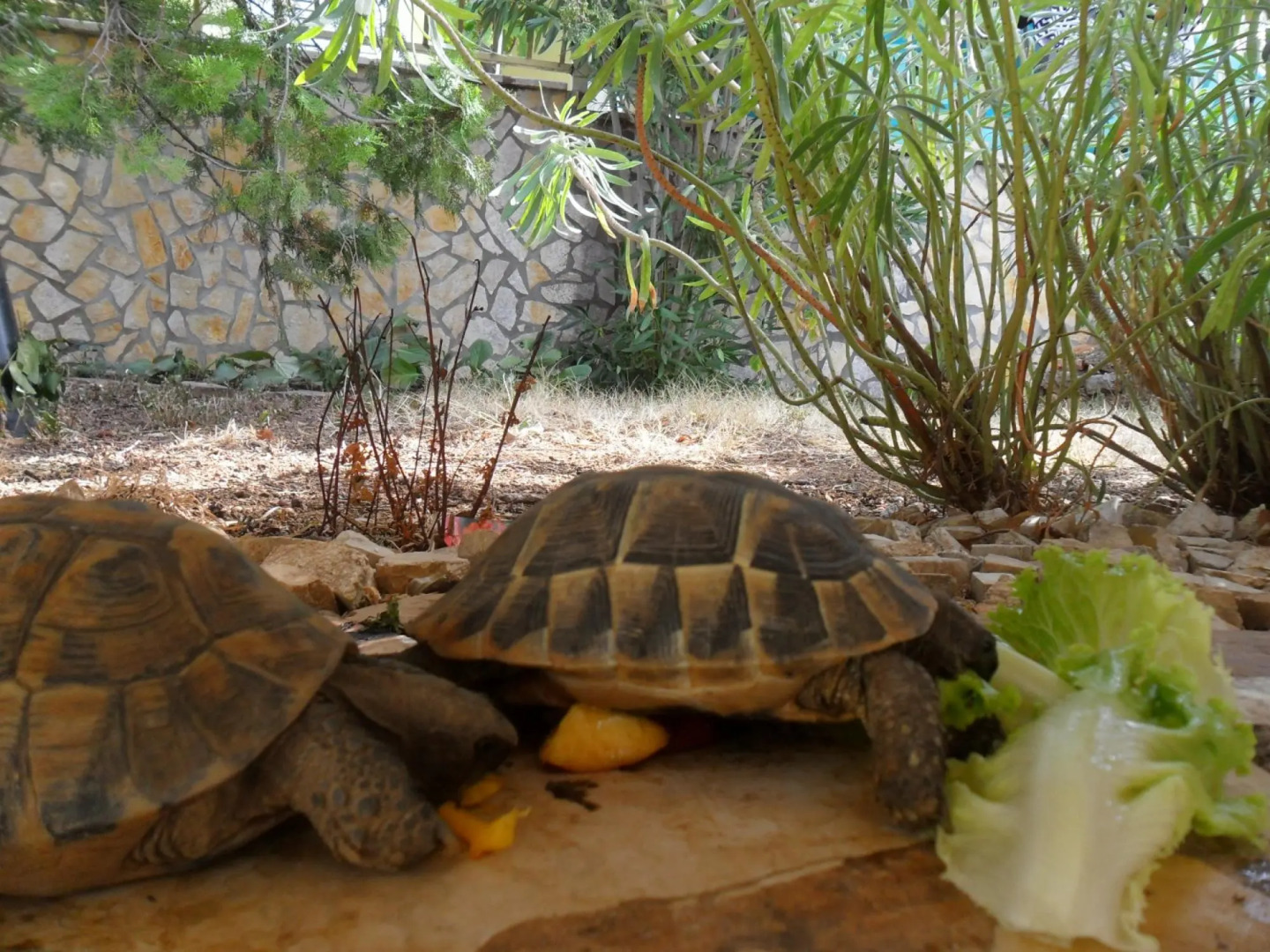 Zlato - With Pool - A3 Lovor