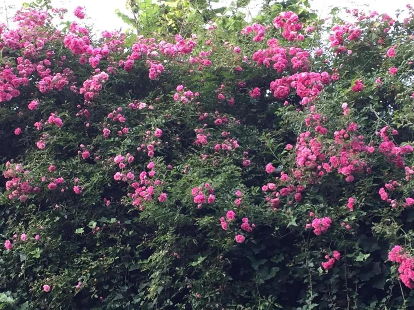 Secret pearl! Amalfi Coast, Pompei & Naples Free parking