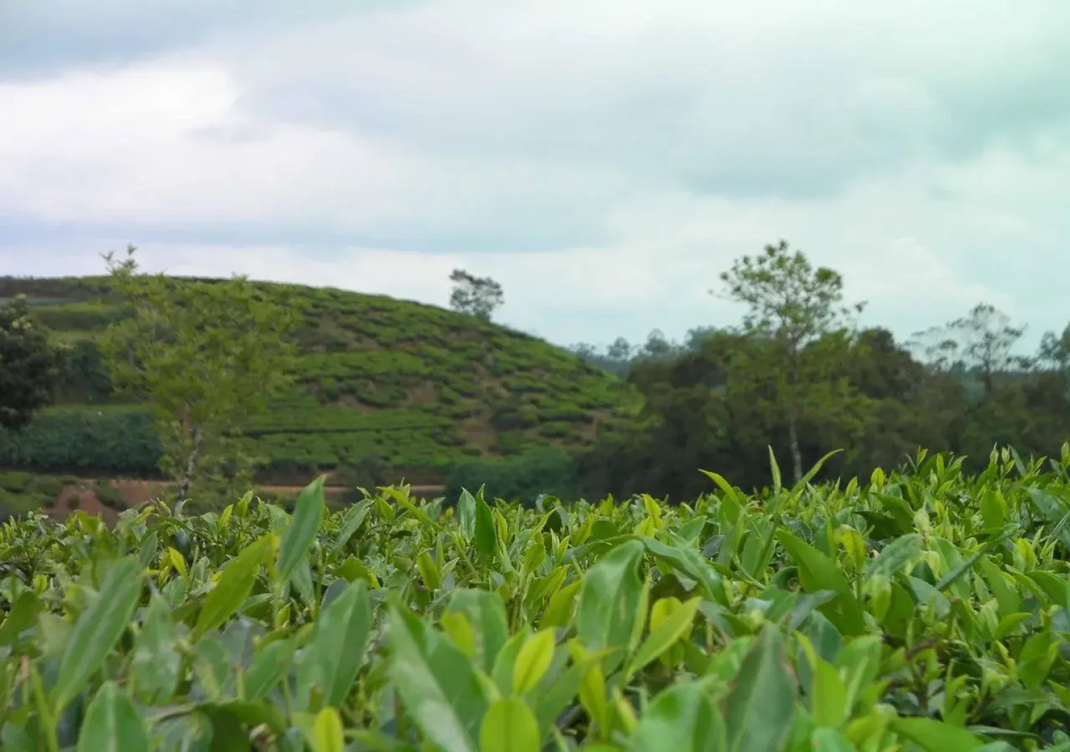 La Cottage Boutique Hotel & Restuarant