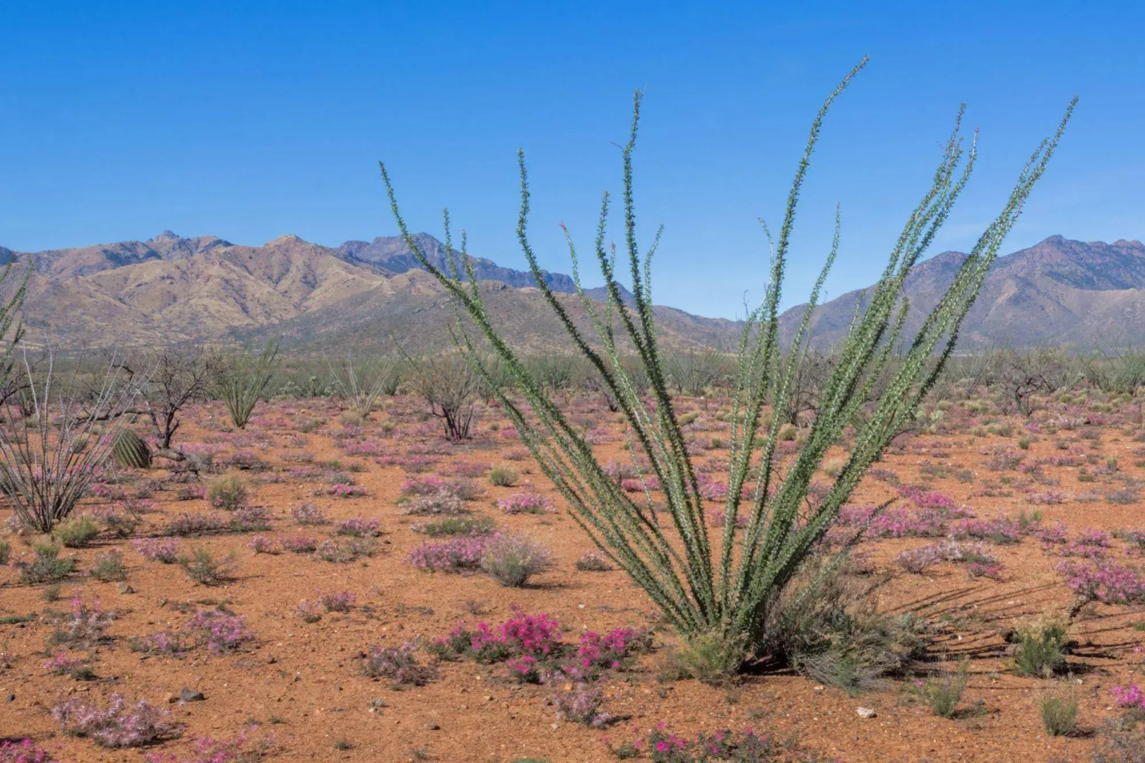 Rancho De La Osa Guest Ranch
