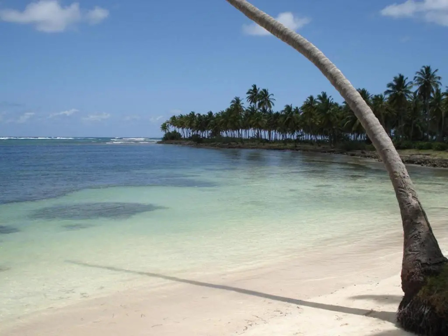 Palm-covered house in the tropical -Casa Oli
