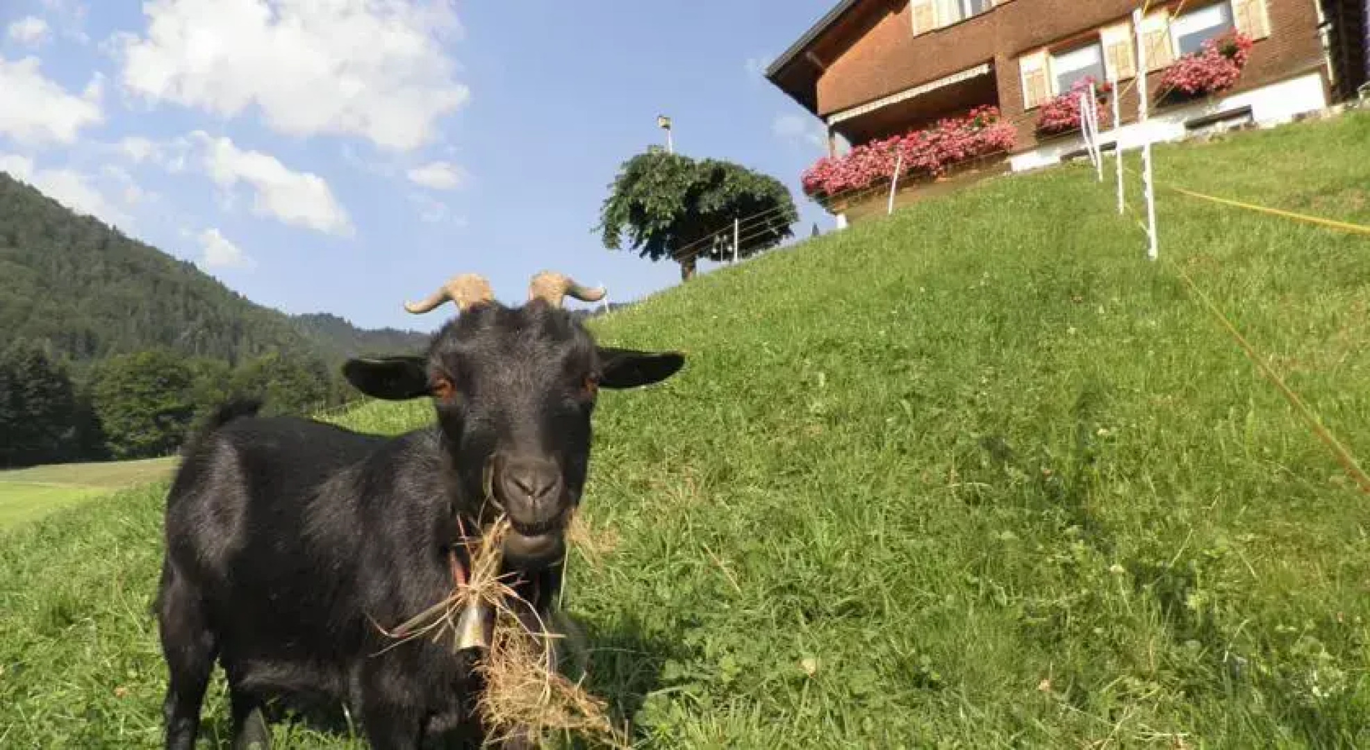 Ferienwohnung Kaufmann