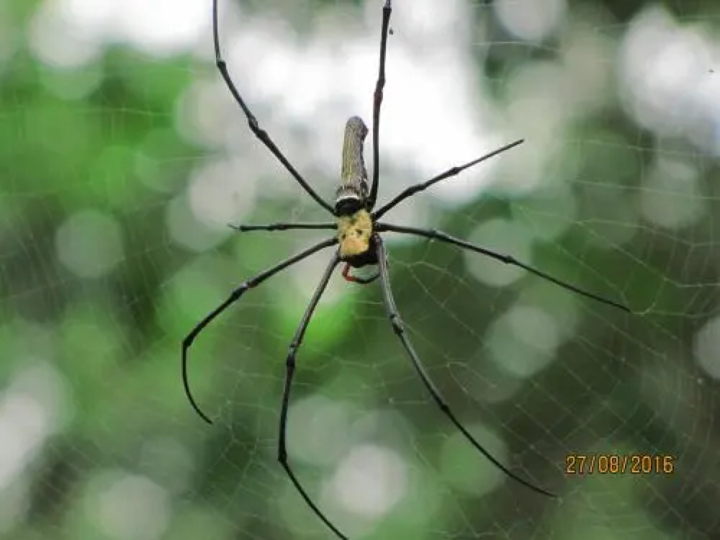 Terimakasih Bar and Guesthouse