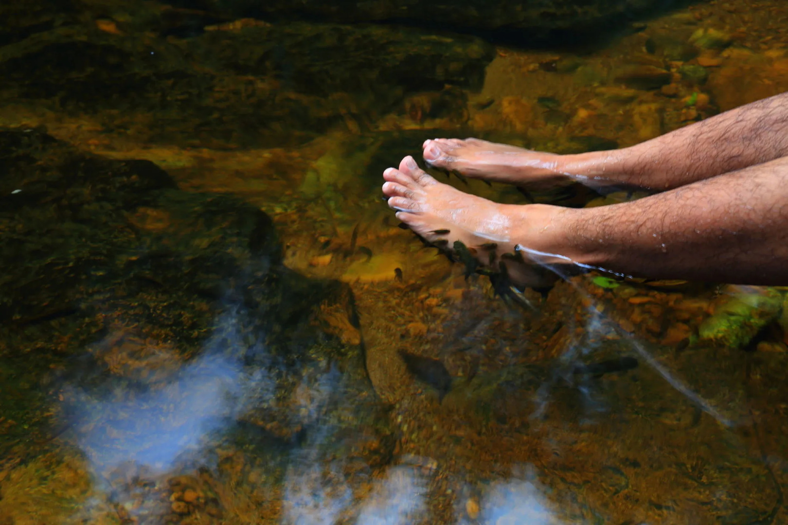 The Rainforest Ecolodge