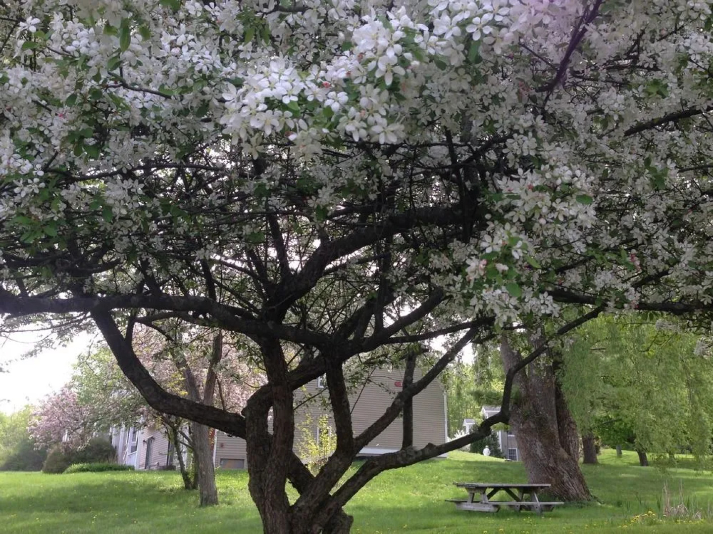 The Inn at Willow Pond