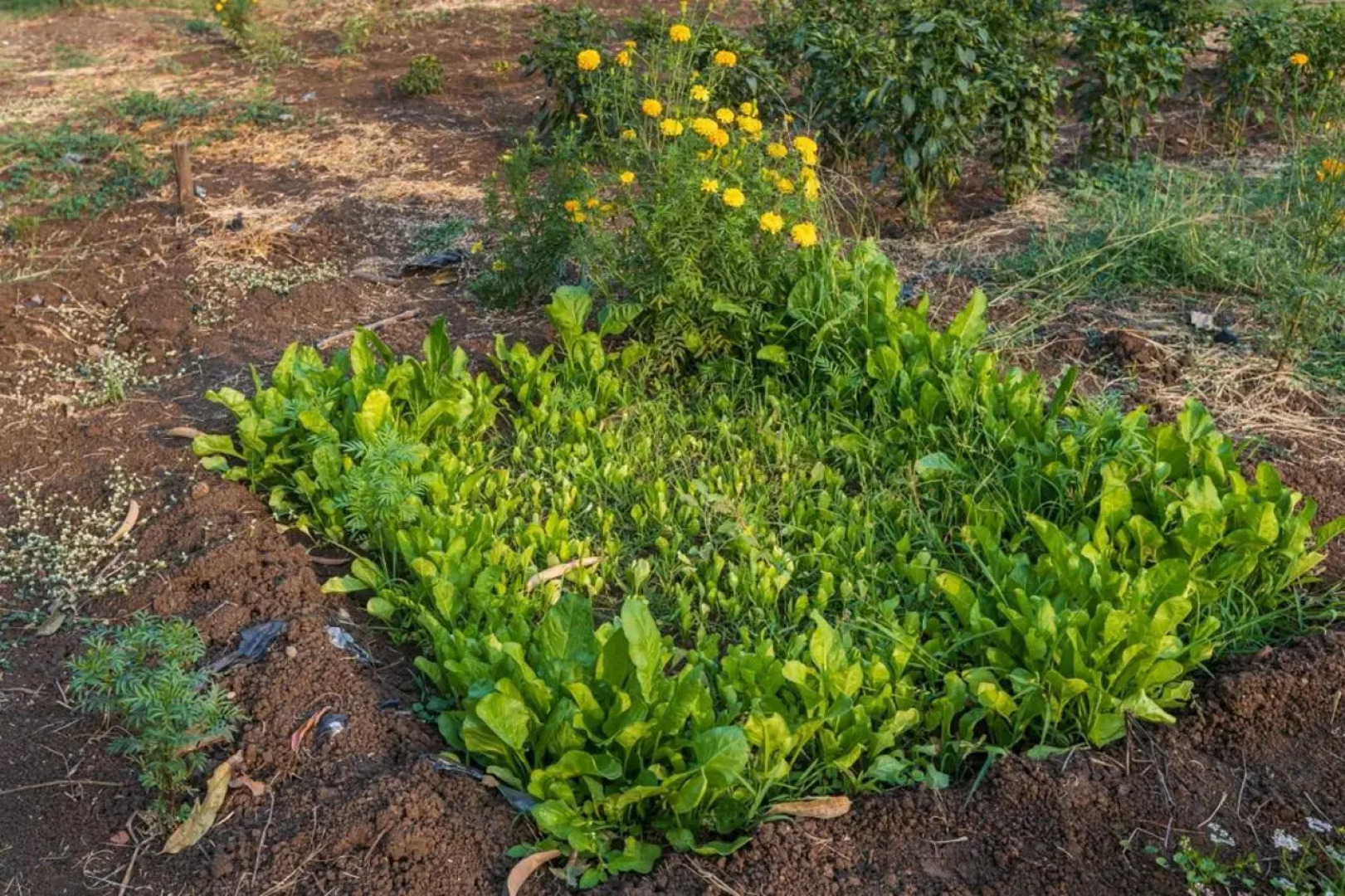 SaffronStays Serene Retreat, Alibaug