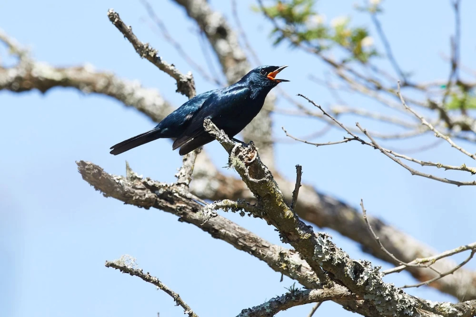 Zulu Rock Game Ranch