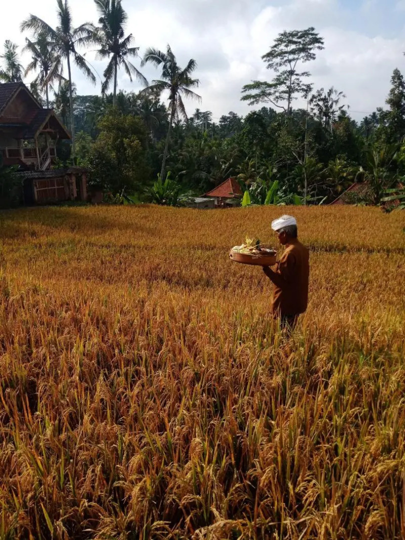 Ubud Sawah Homestay