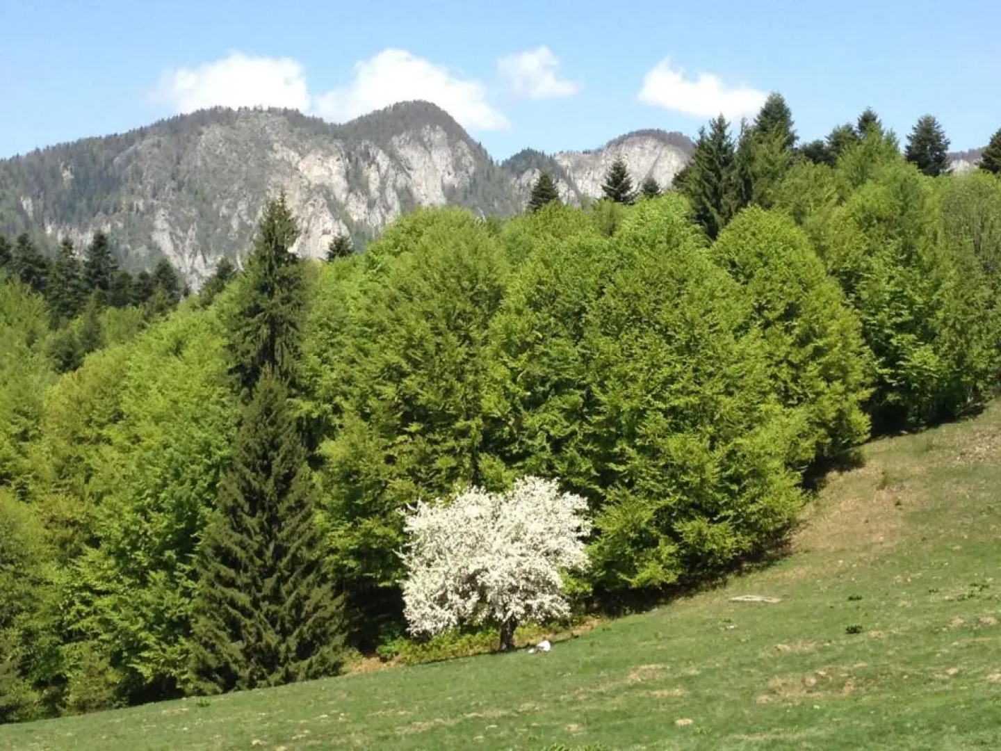 Cabana Poiana Secuilor