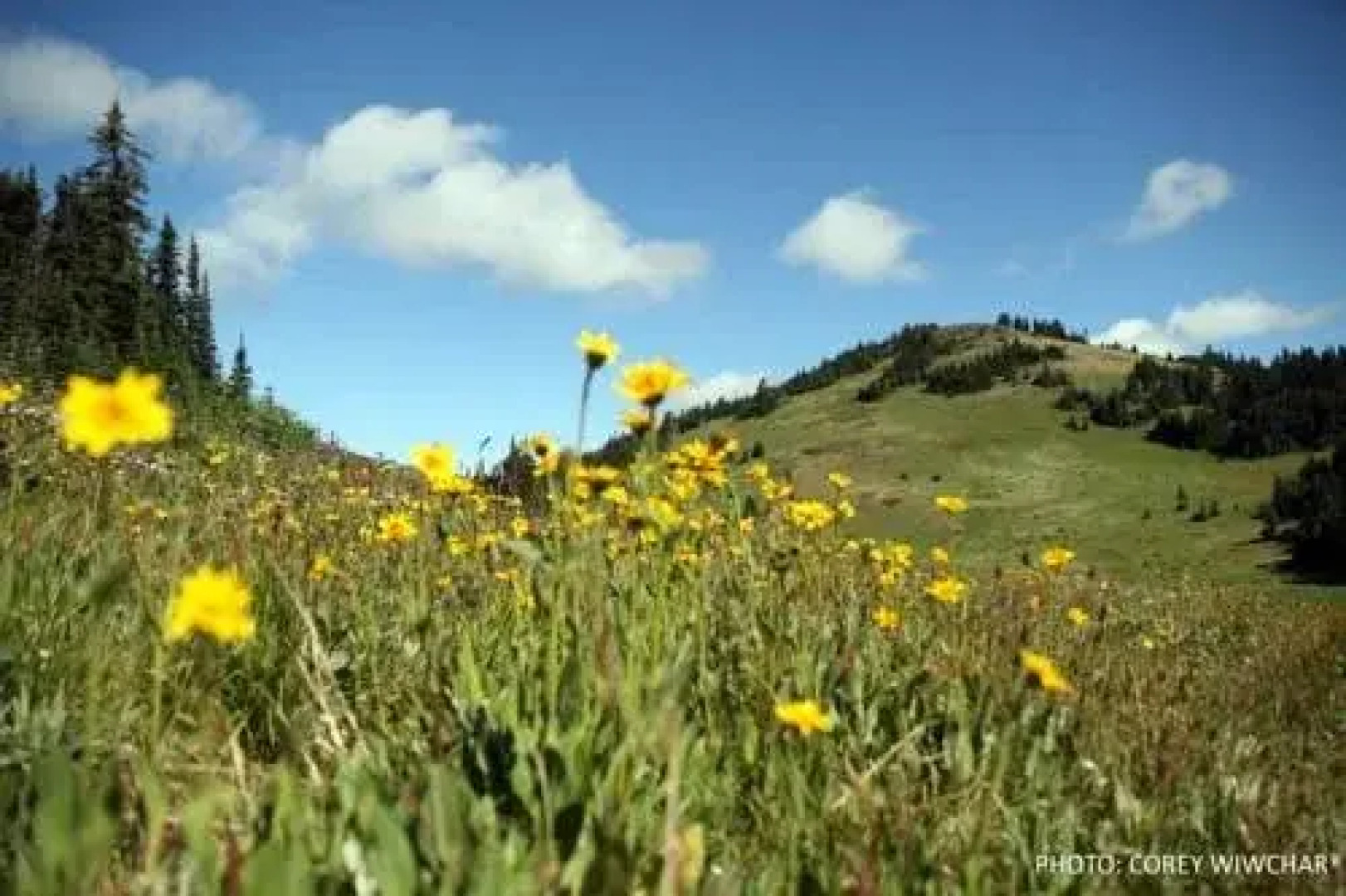 Woodhaven by Bear Country