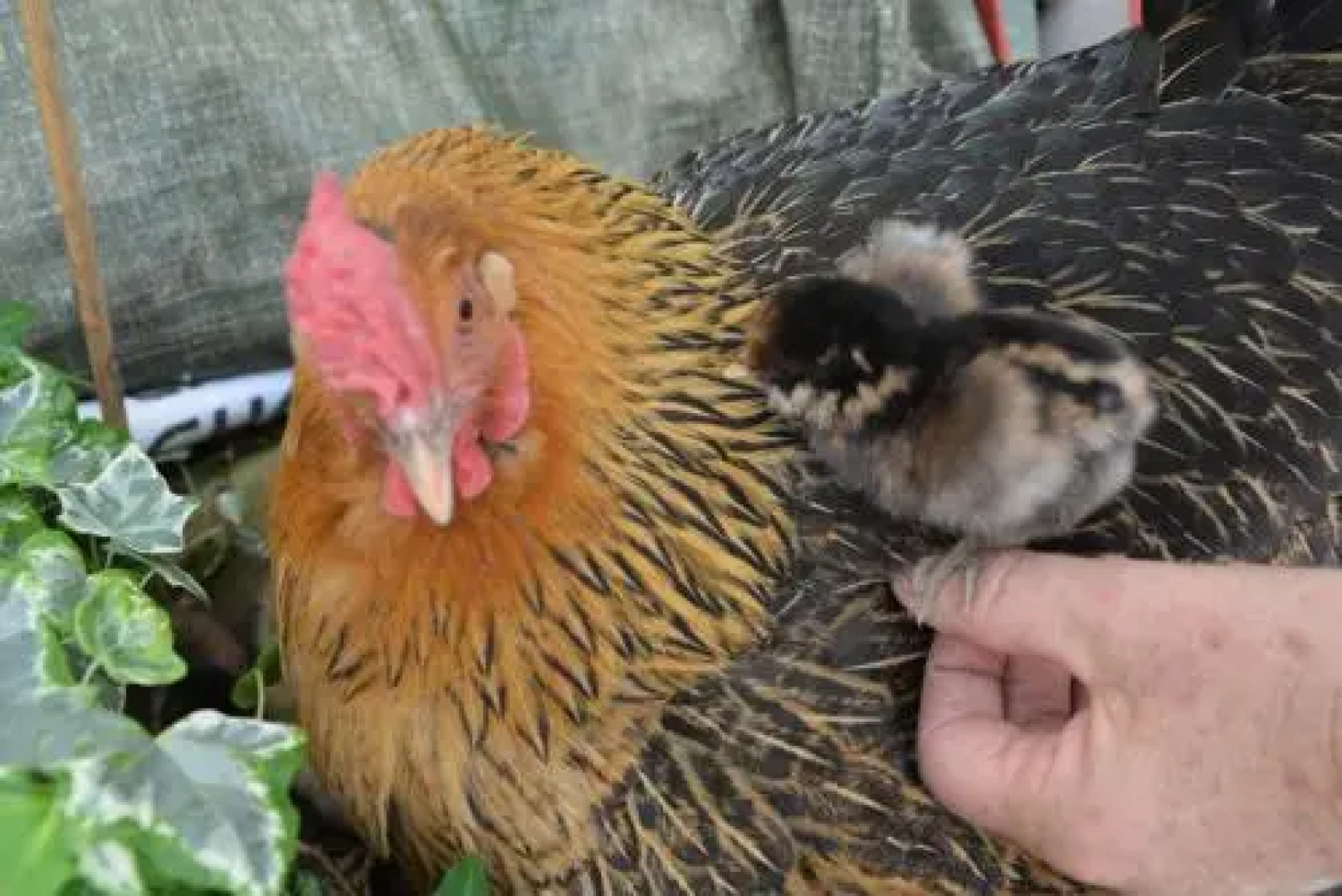 L'abri Bed and Breakfast