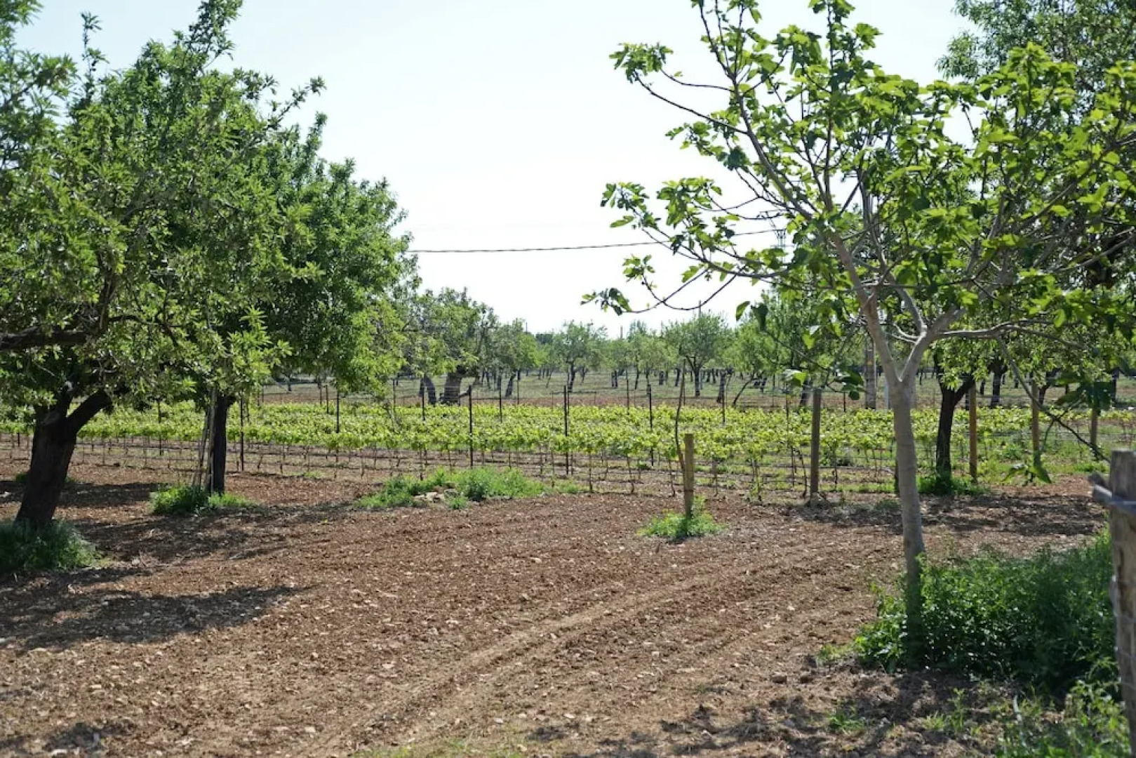 SA Parellada - Premium