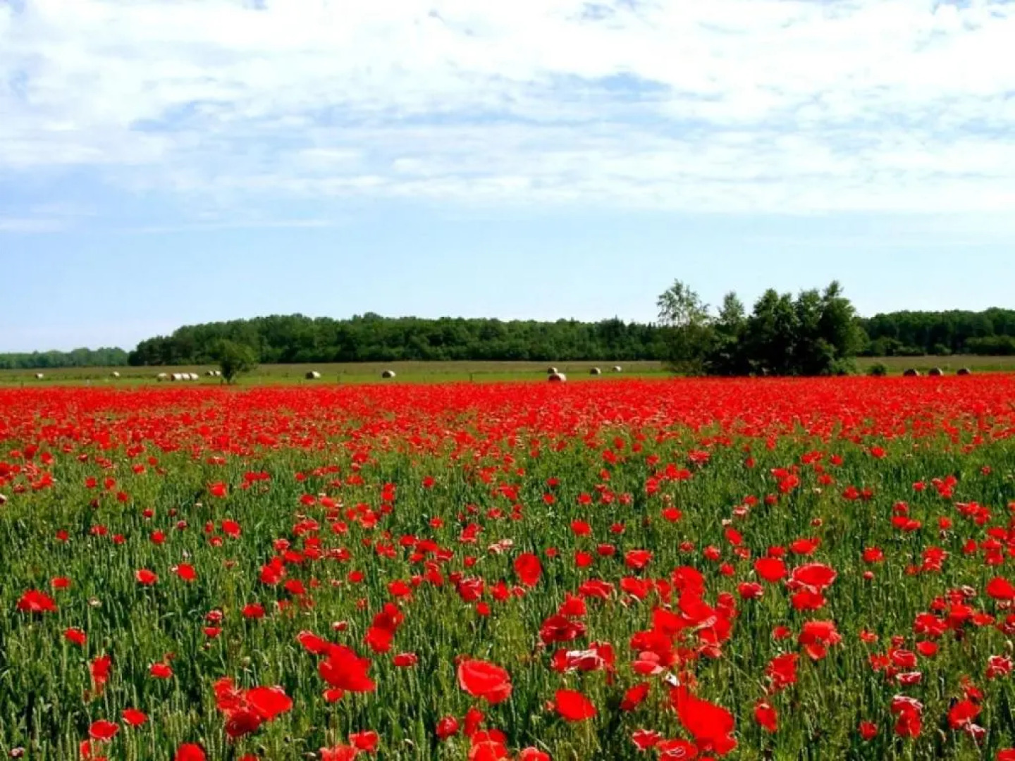 Ferienhaus Büdnerstube FeWo 4 Gartennutzung, ruhige Lage, Sauna- und Schwimmbadnutzung im Nachbarort Sellin