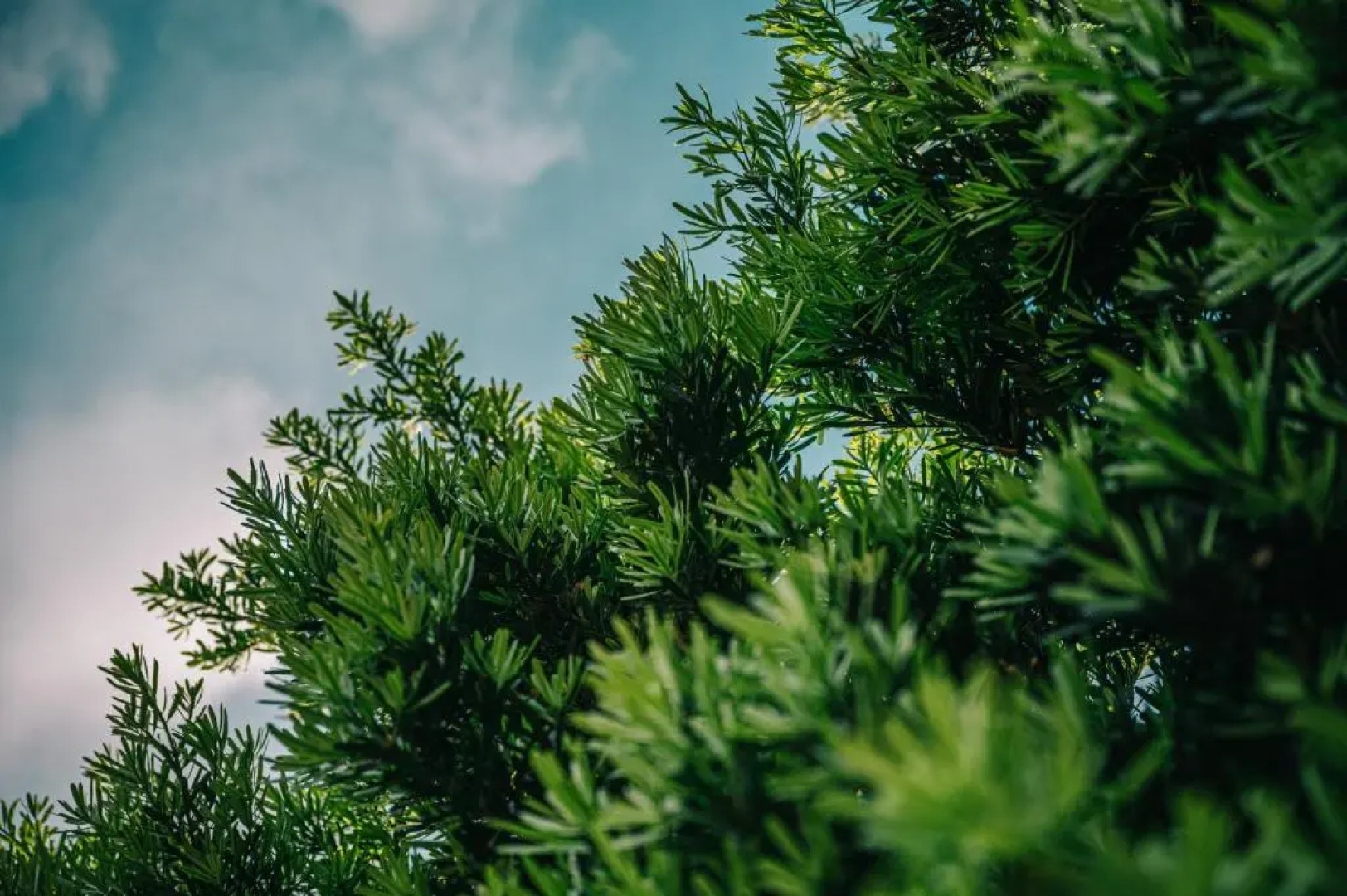 Sasa Nor Lamour B & B