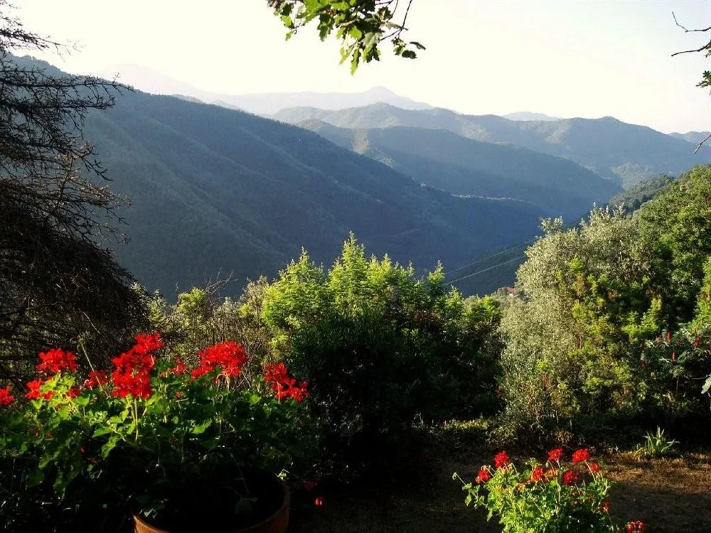 L'Albero del Cioccolato