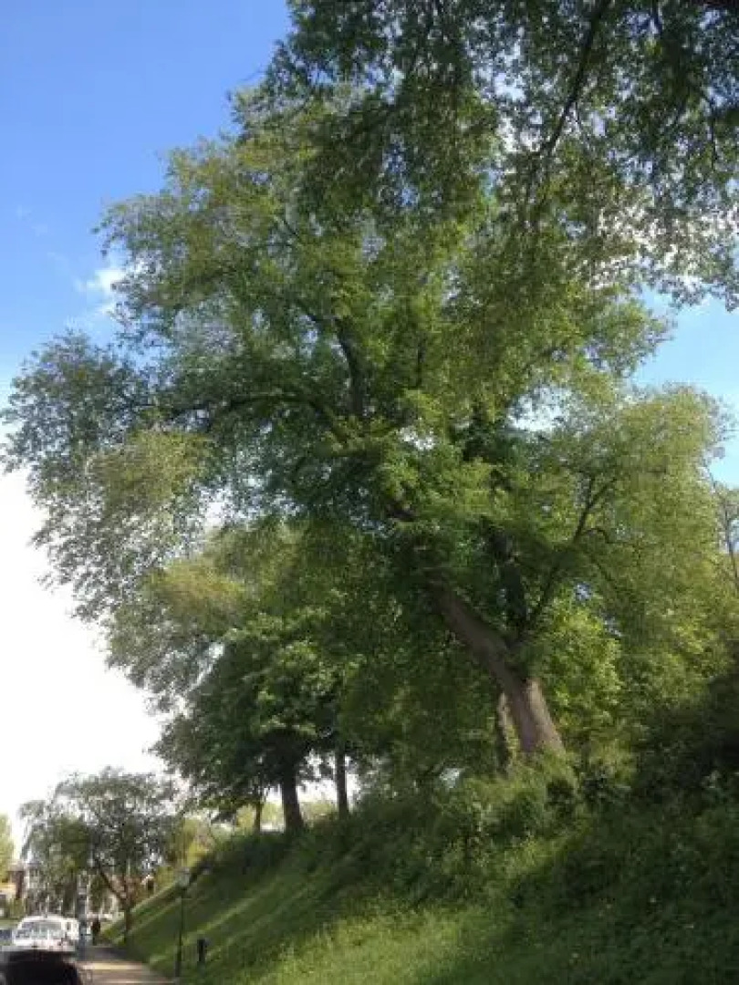 Bed & Breakfast De Tuinkamer