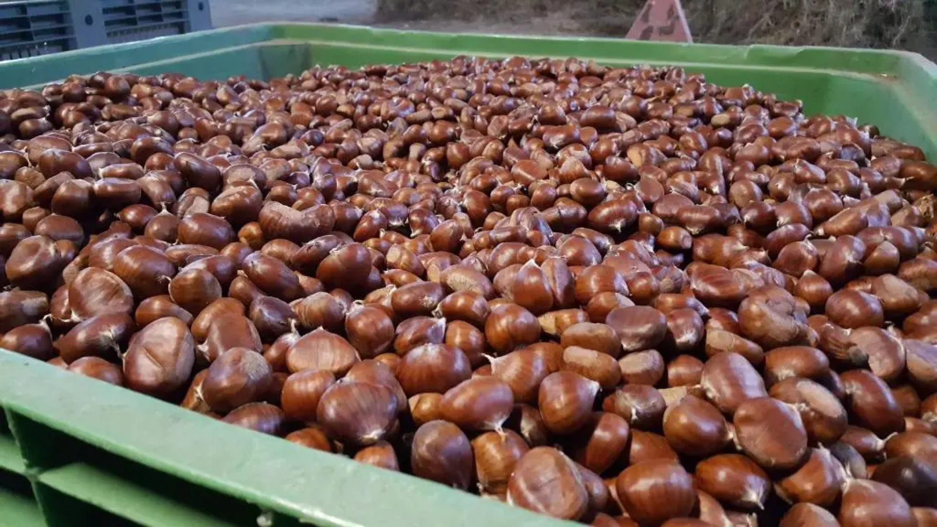 Agriturismo Bio I Rondinelli