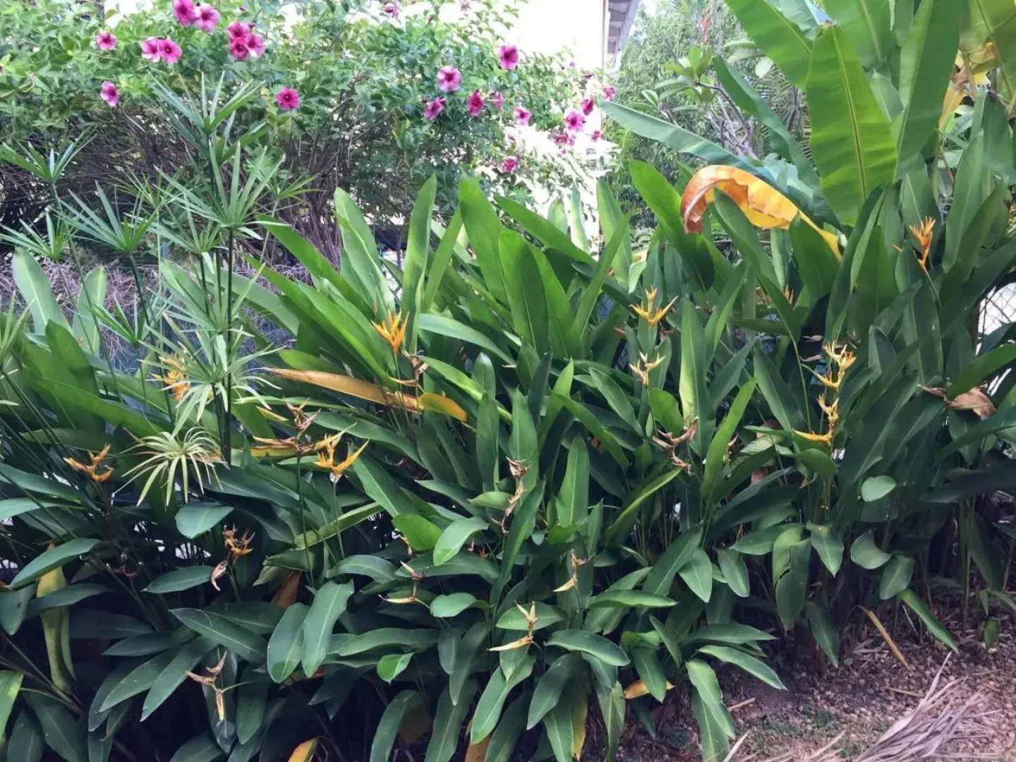 T2 tropical en bord de piscine à 100m de la mer