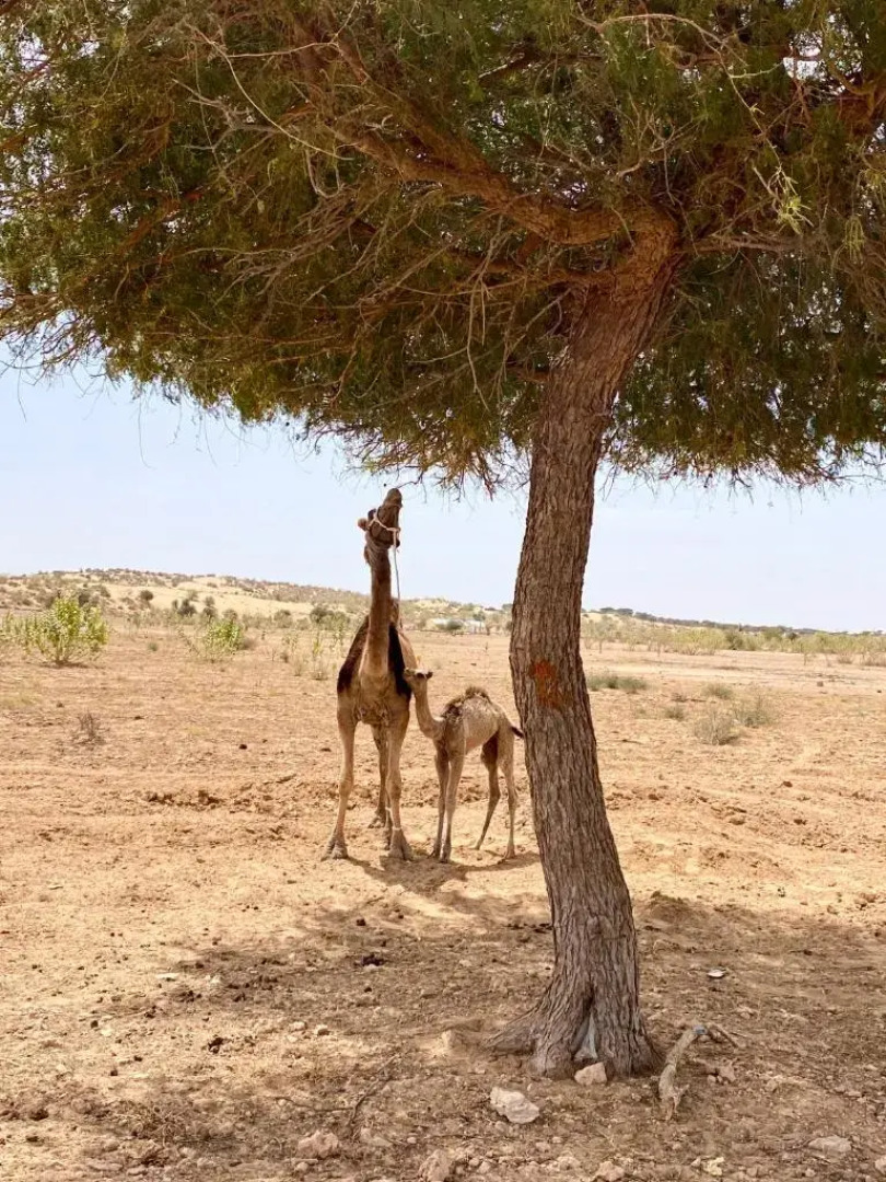 Hitesh Desert Safari Khuri