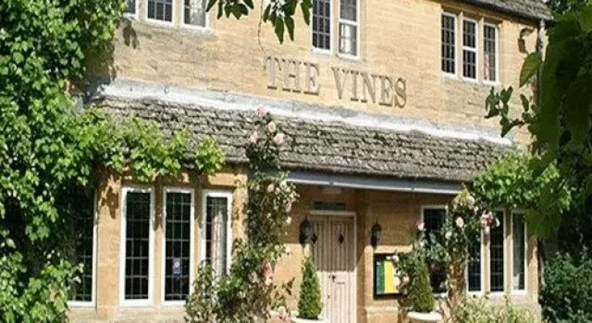 The Vines