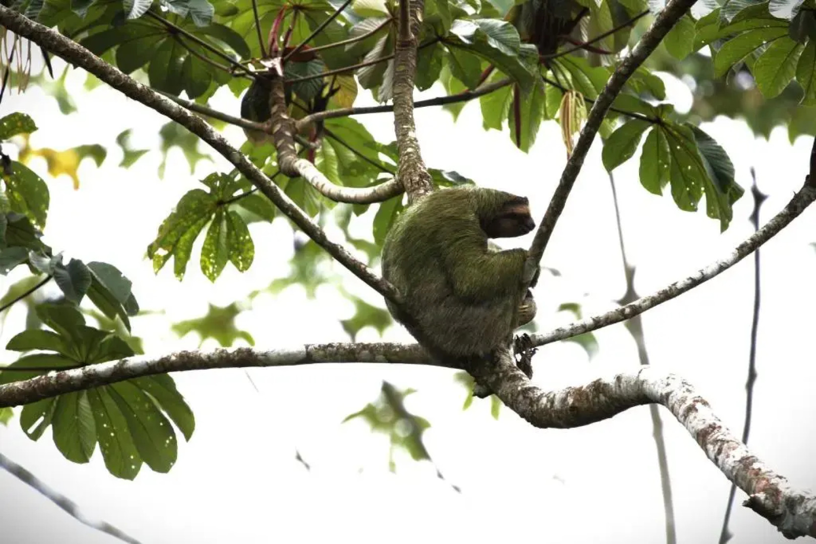 Serenity Rainforest Condos