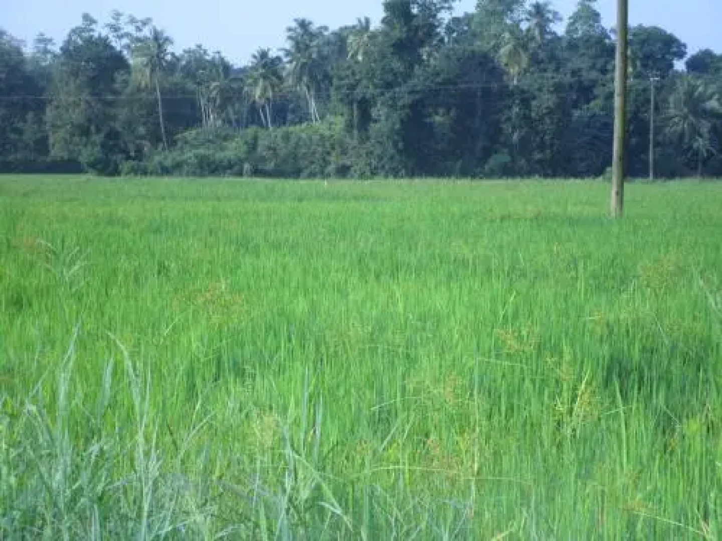 Maneesha Guest House