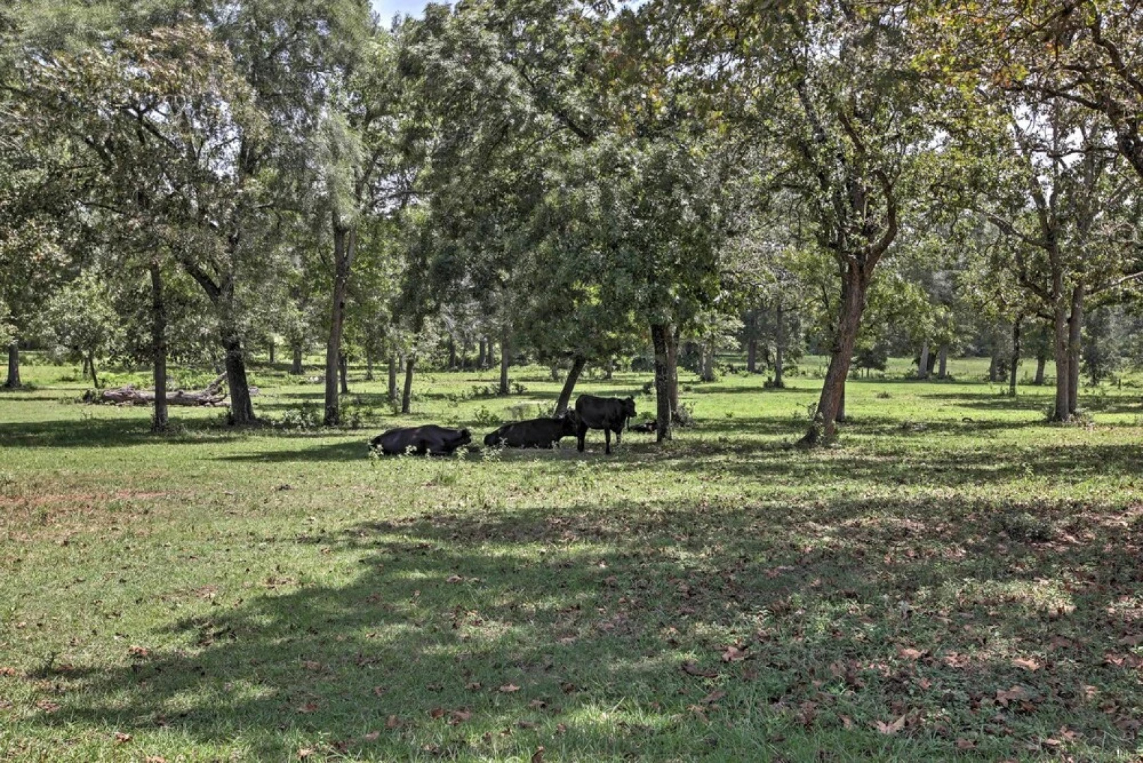 Plantersville Cabin on 50 Acres w/ Pond & Fire Pit