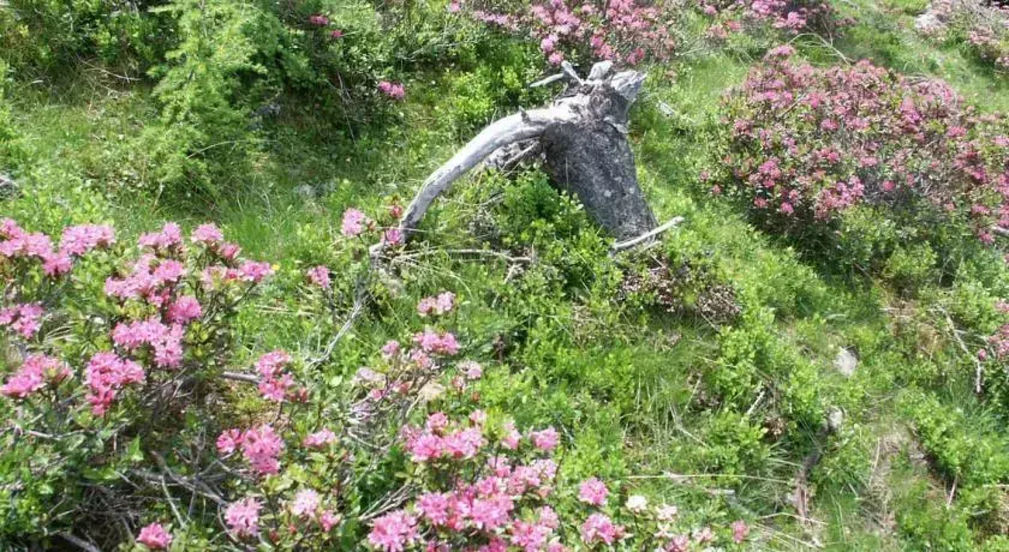 Ferienwohnungen Steidl