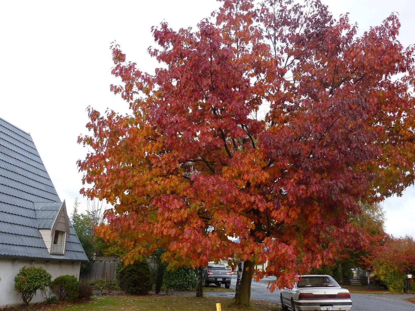 Arrowtown Viking Lodge Motel
