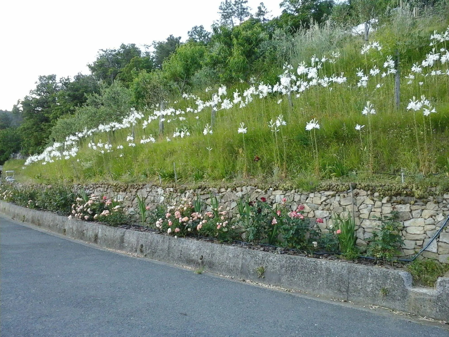 Appartamento e Camere Cerreta - Carro
