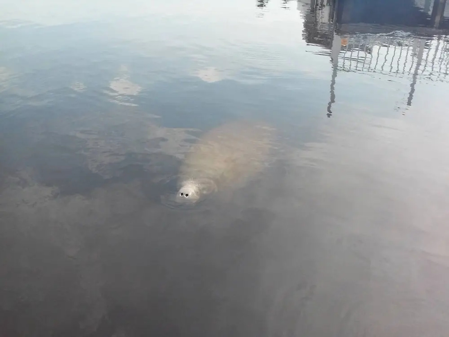 Room-flamingo Room on the Cotee River