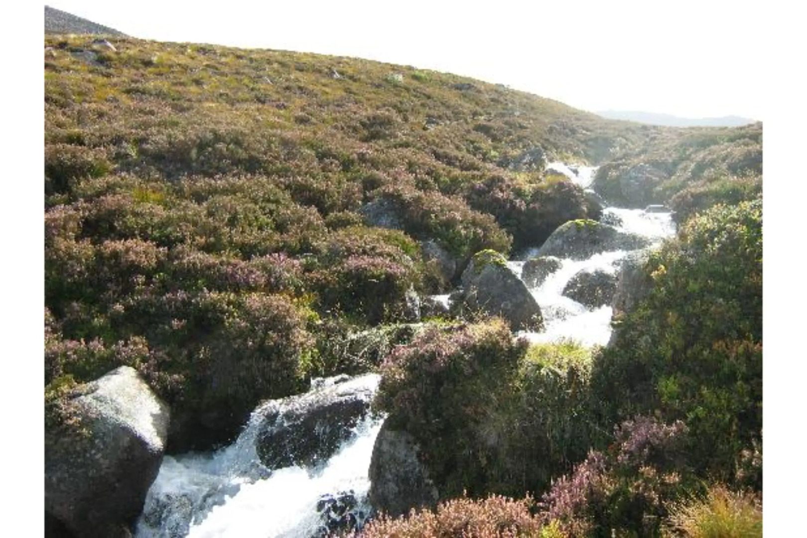 OYO Cedar Villa Guest House