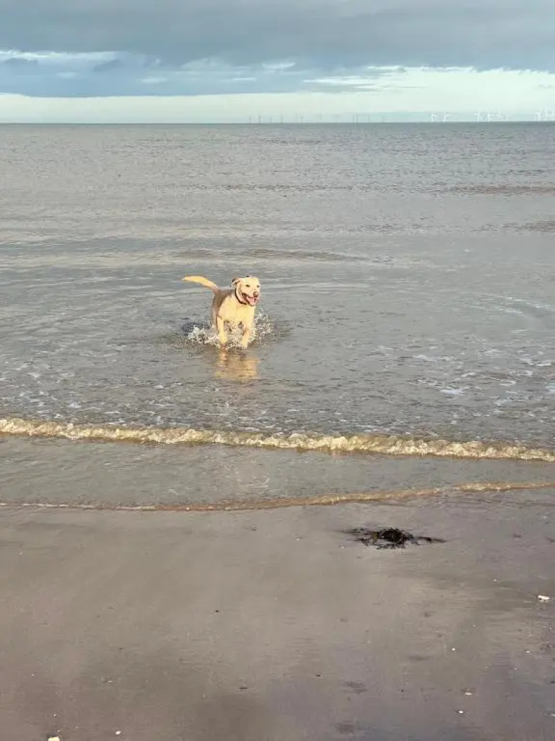 Sea Salt Cottage - Mins to beach & shops Dog Friendly