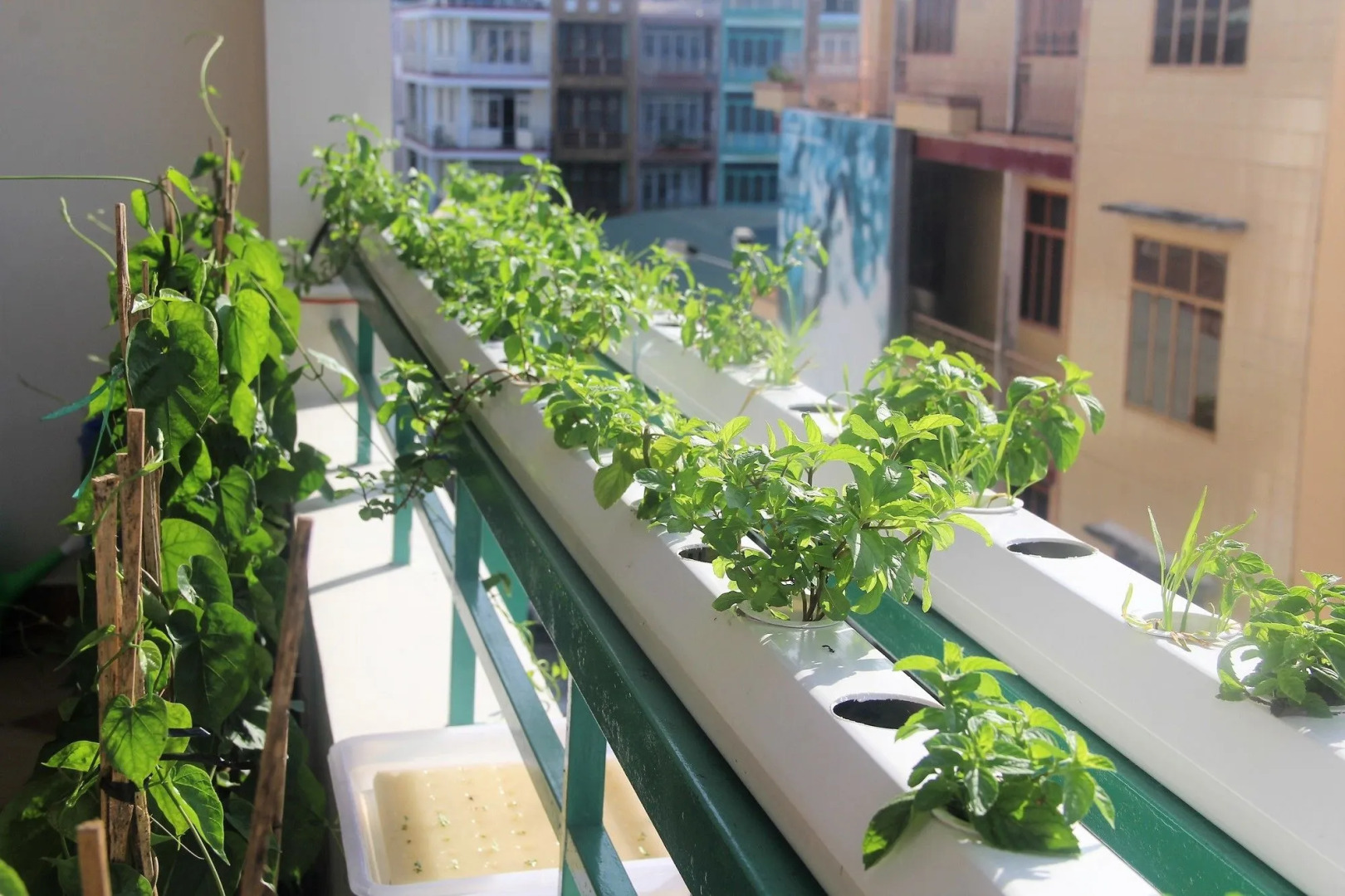 Winter Spring Homestay