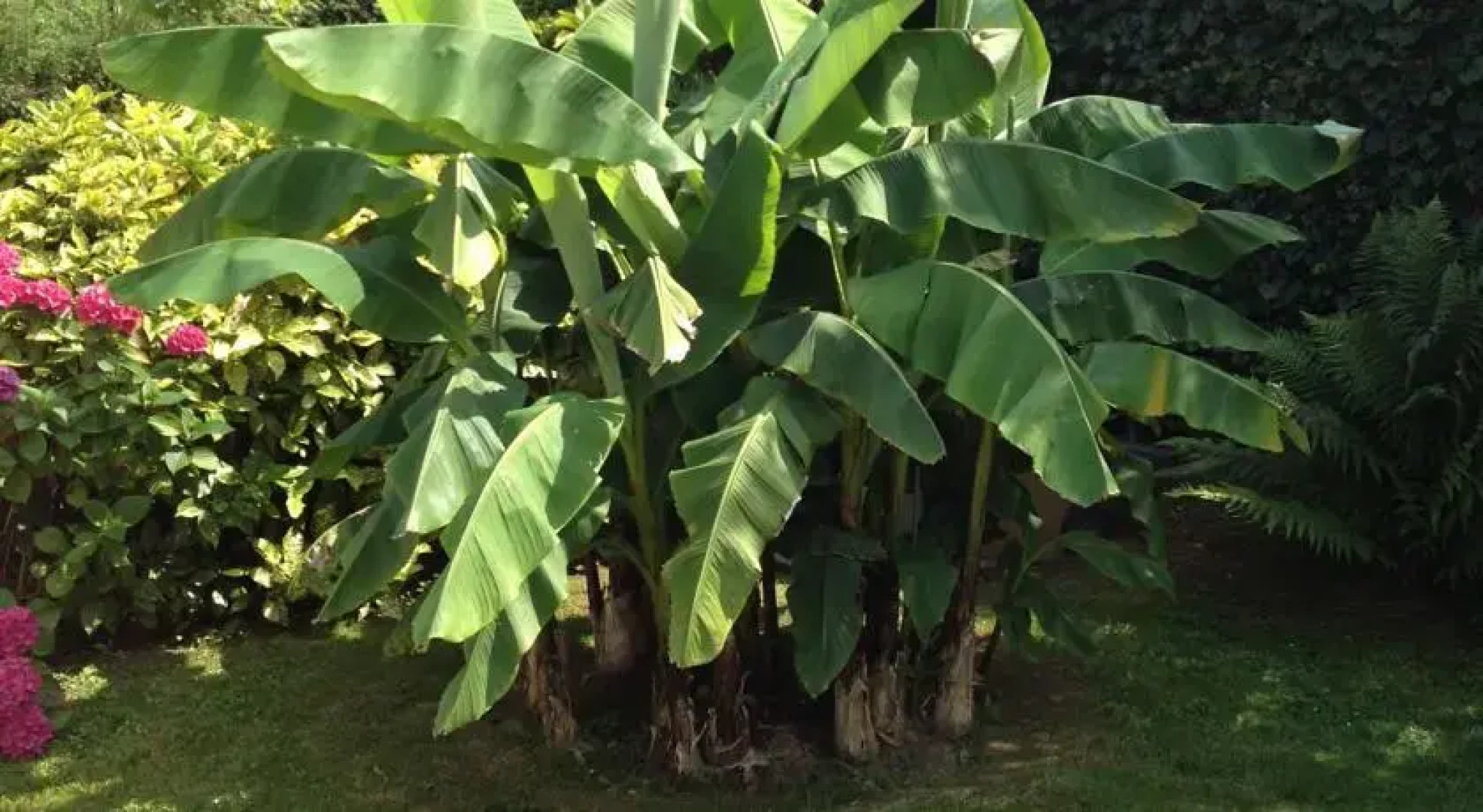 Gîte des 2 palmiers