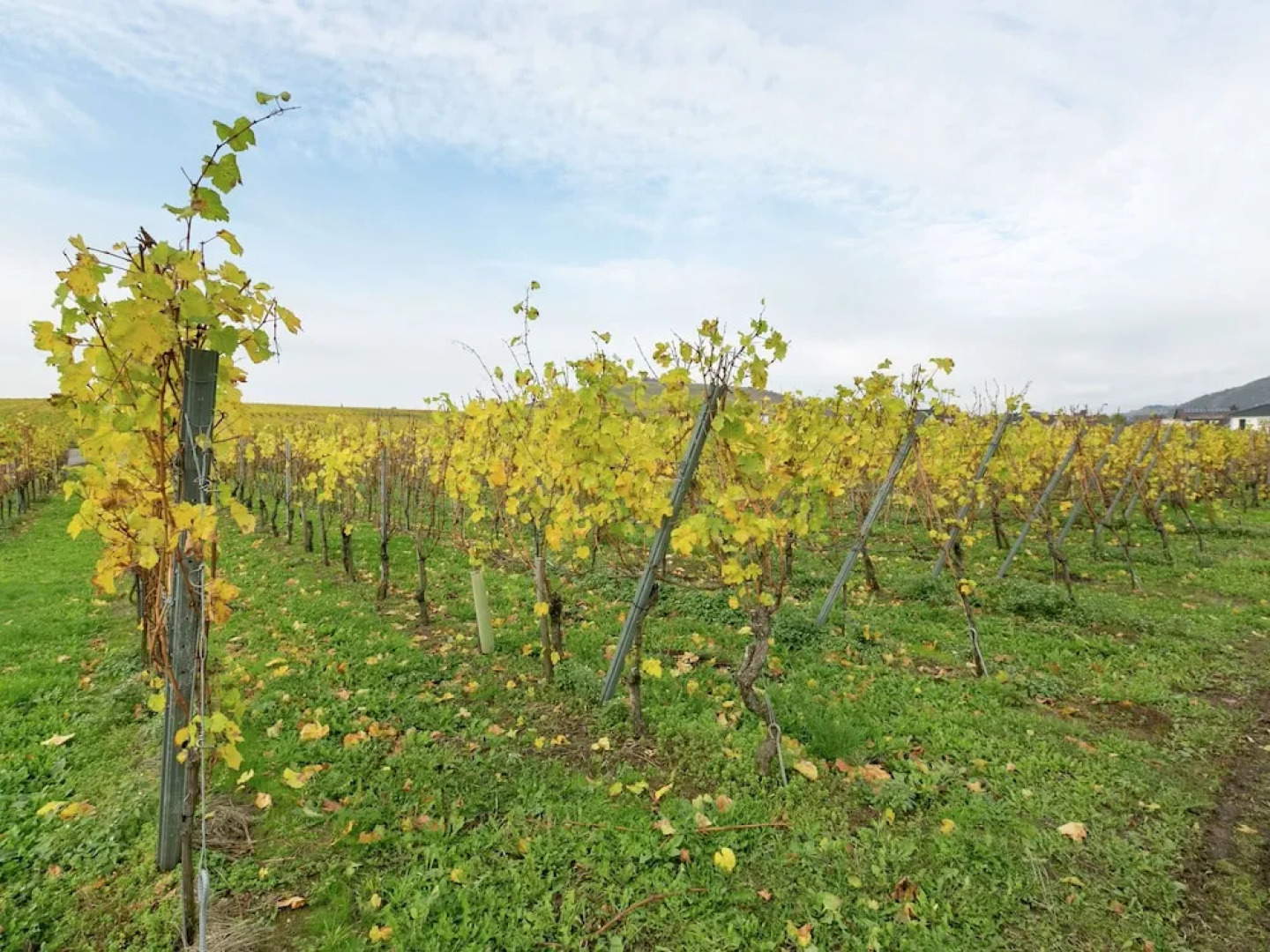 Haus Barbel (Adults Only)