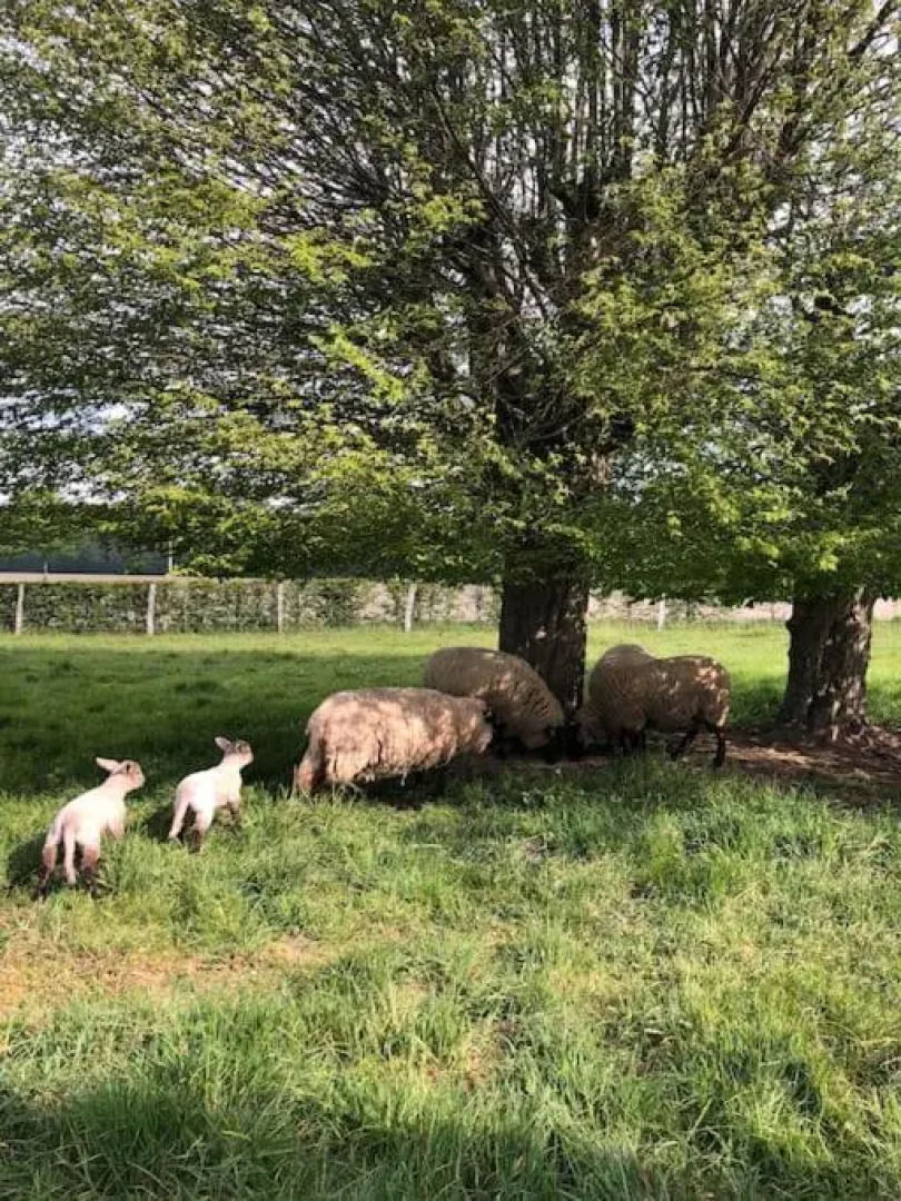 Sainte Suzanne gite de LA CHARRETERIE