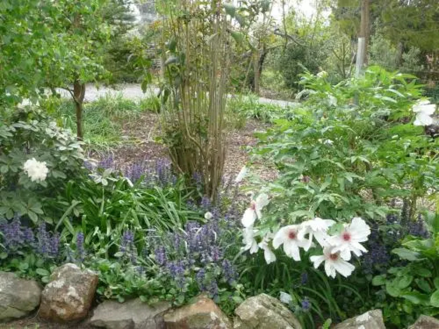 Wisteria Lodge Bed and Breakfast