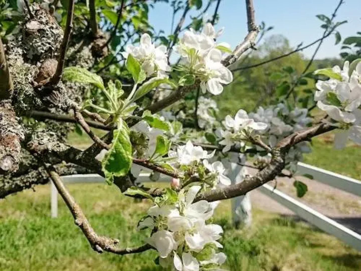 Three-Bedroom Holiday home in Gamleby 2