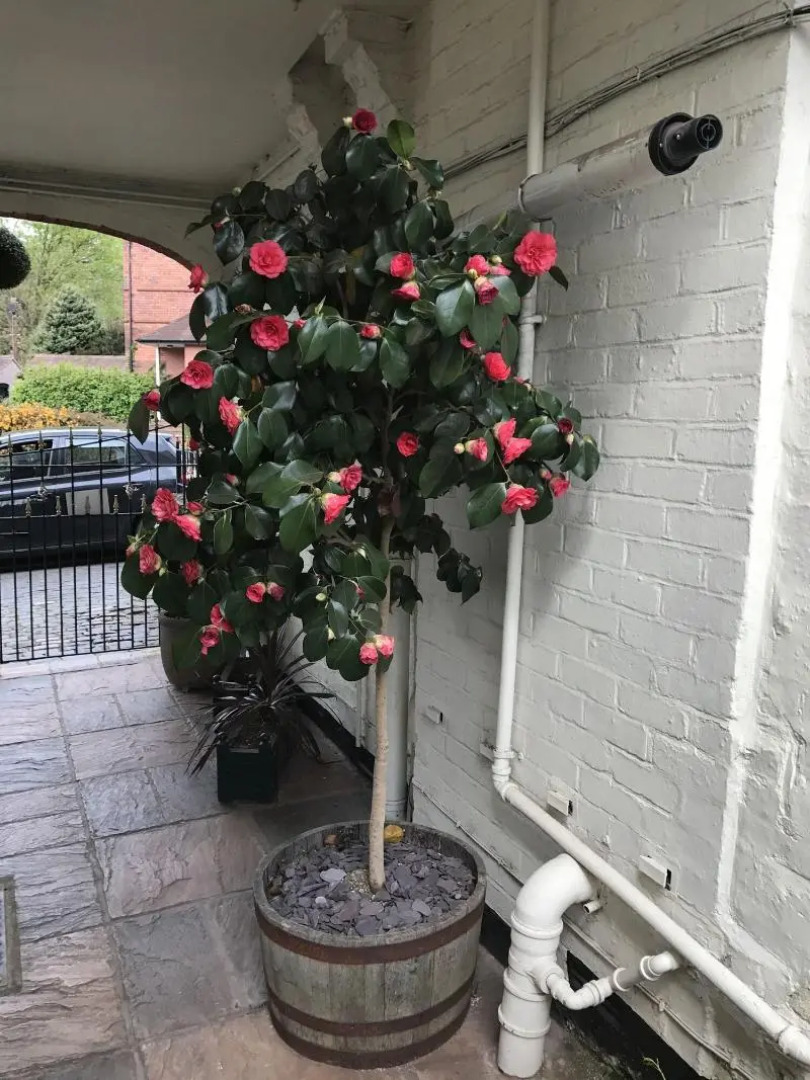 Clayhanger Guest House