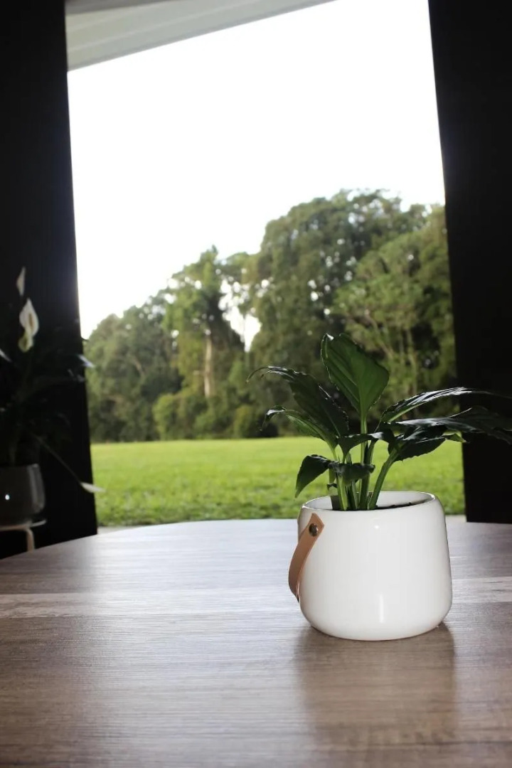 Tailwaggers Rainforest Retreat