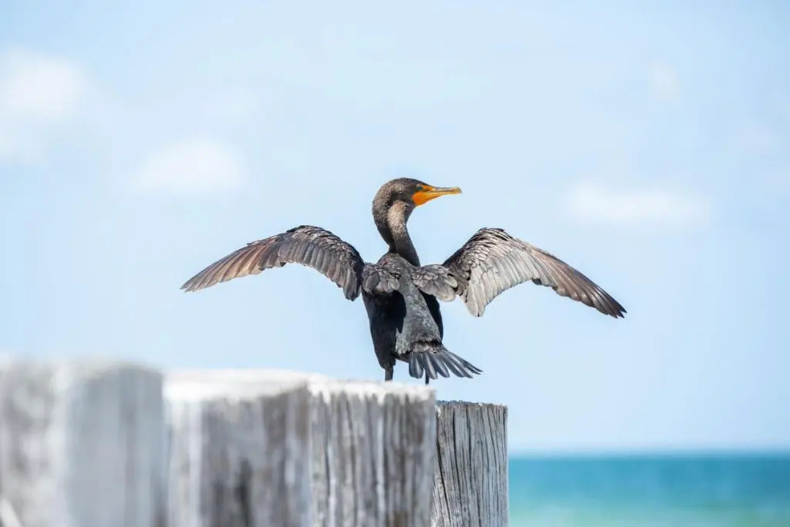 Sorrento Cabana in North Naples