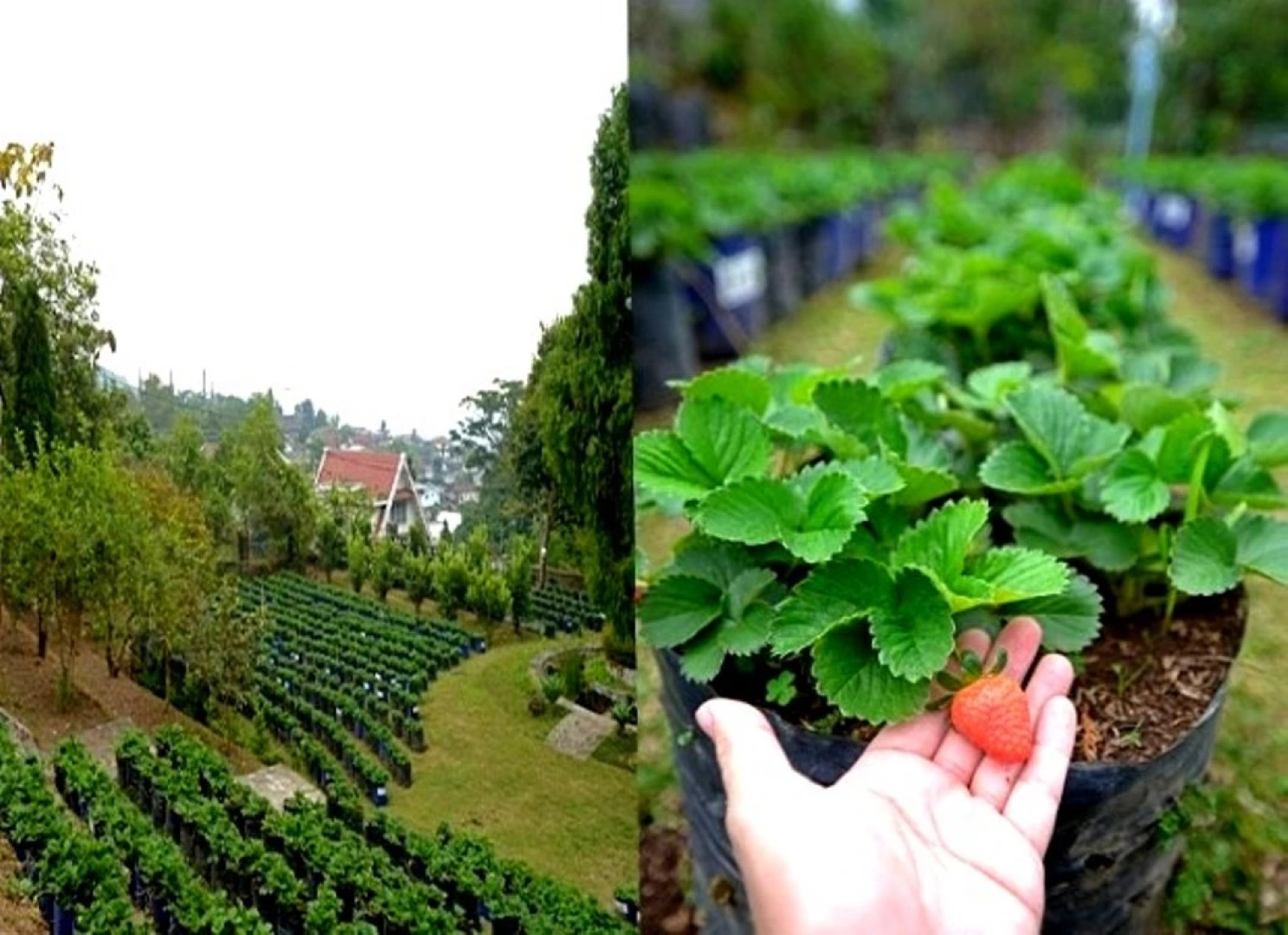 Surya Hotel & Cottages