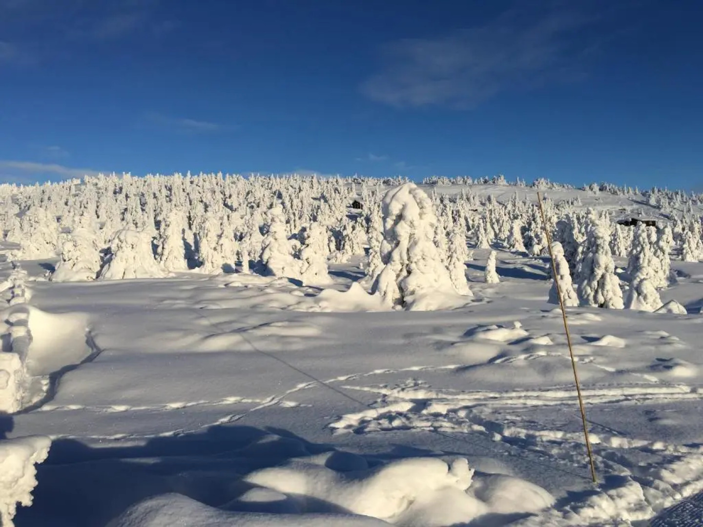 Pellestova Apartments