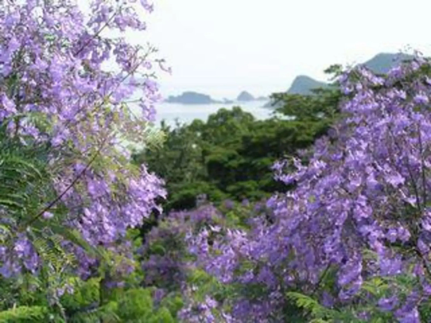 Business Hotel Surfin