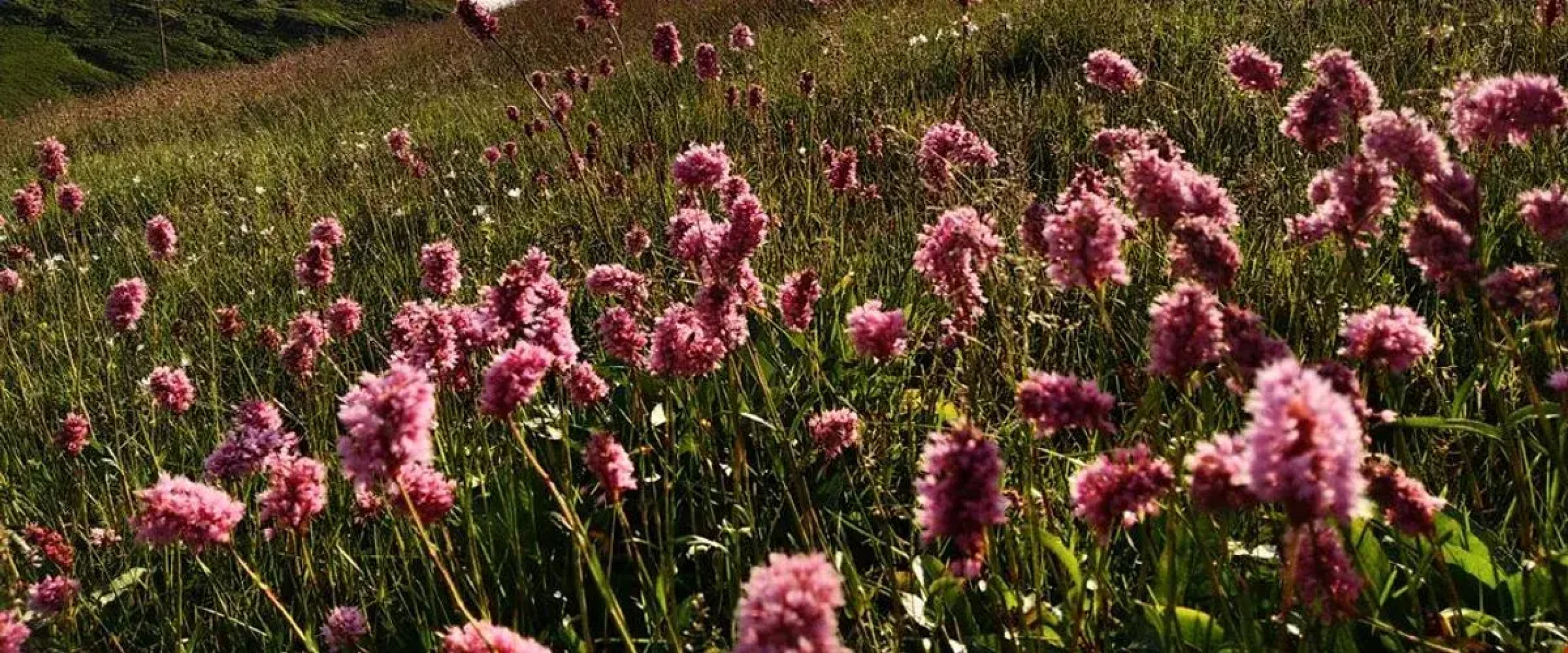 Migroras Otel & Restaurant - Karestel Yaylasi