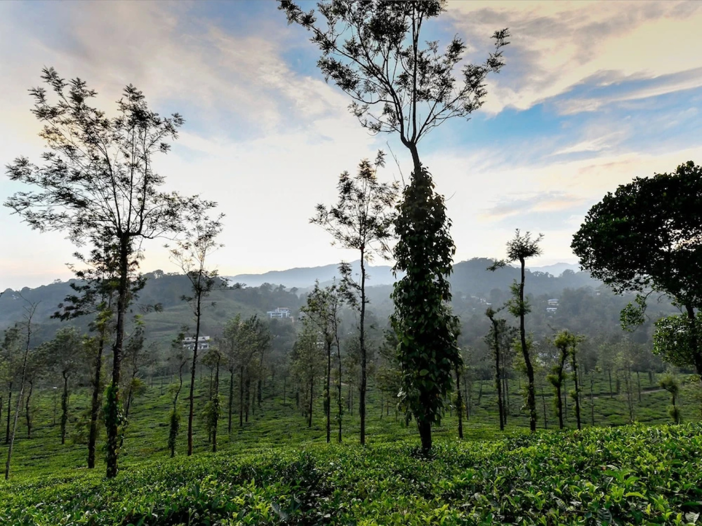 OYO 23547 Home Garden View 2BHK Vythiri