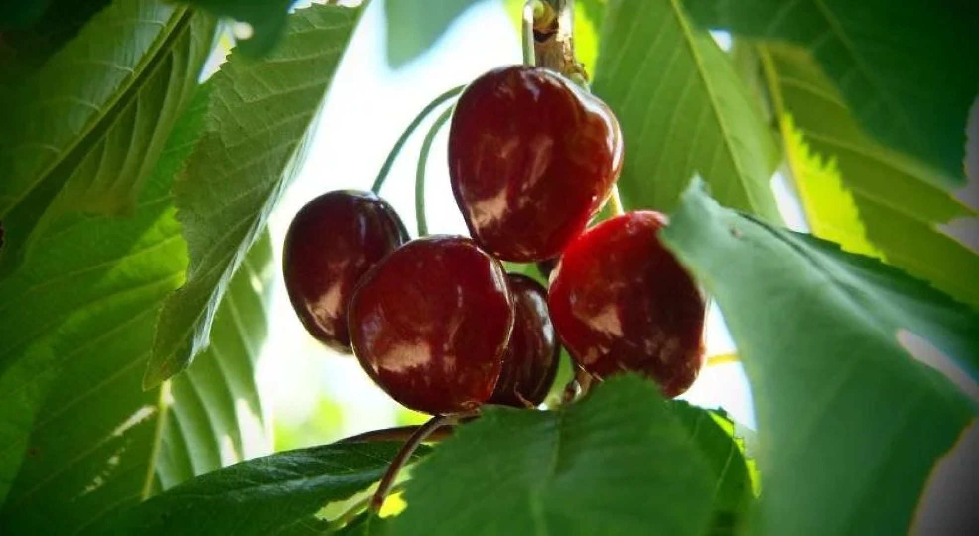 Lo Celler - Clot d'en Parral