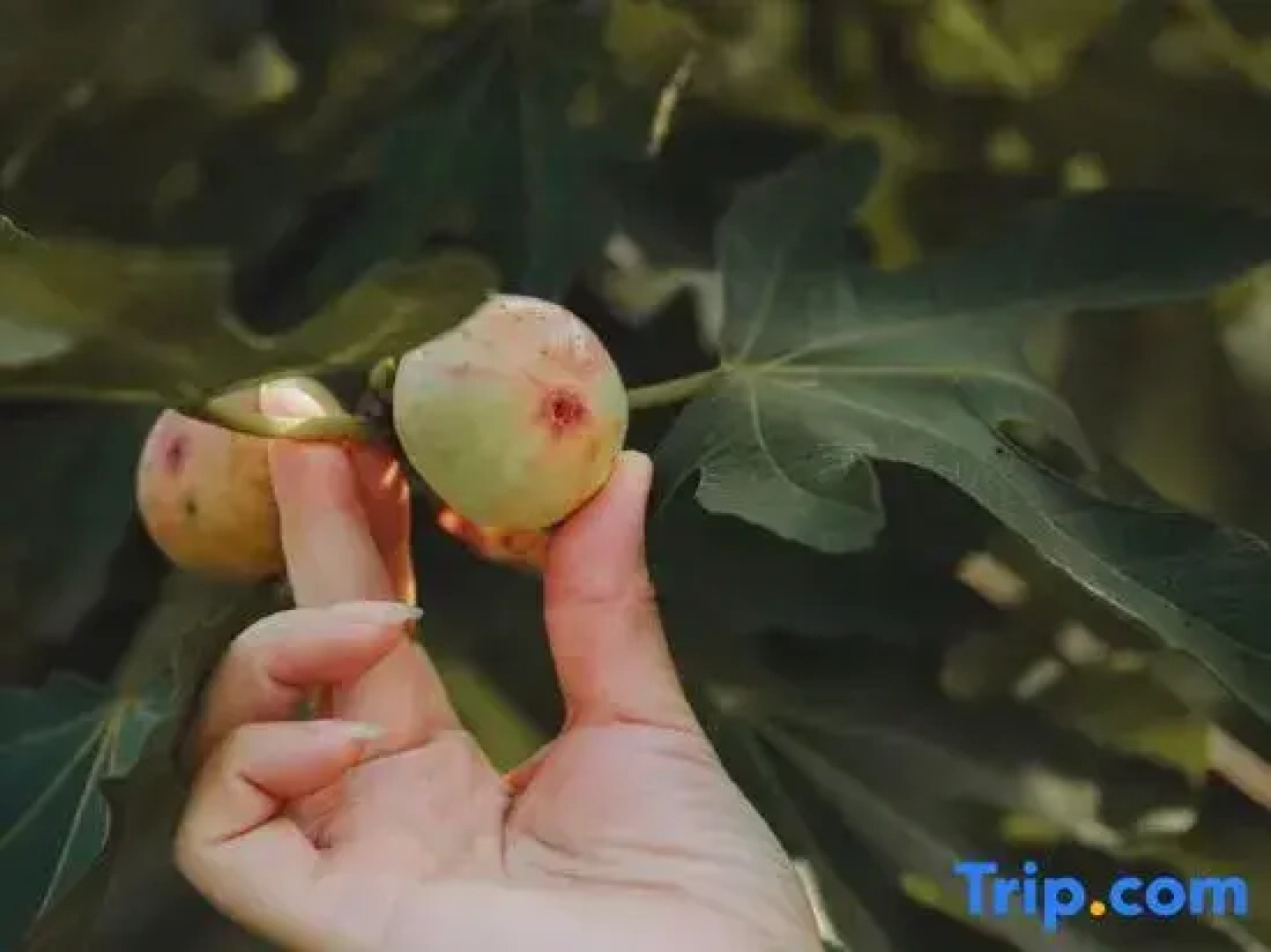 Floral Lux Hotel·Jurong Lihuyuan Hotel