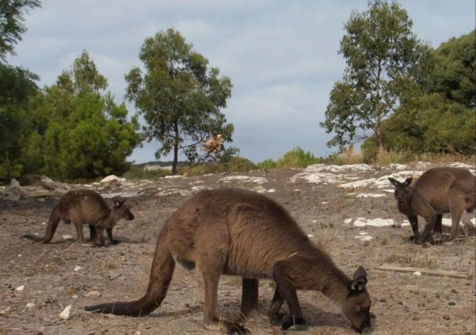 Sea Dragon Kangaroo Island